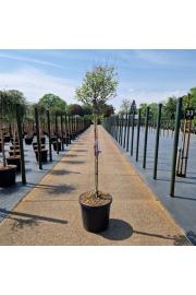 Syringa meyeri Pink Perfume ® C20 Lit. Na steblu 80 cm