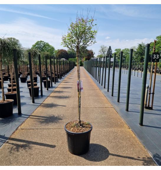 Syringa meyeri Pink Perfume ® C20 Lit. Na steblu 80 cm
