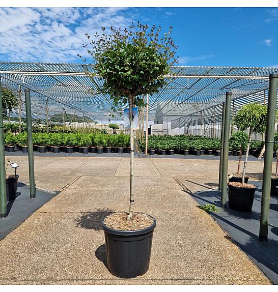 Syringa meyeri Palibin C20 Lit. Na steblu 80 cm