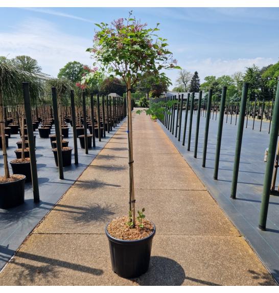 Syringa Flowerfesta pink C20 Lit. Na steblu 80 cm