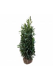 Prunus laurocerasus Renault Ace ® bala 150-175 cm dodatno