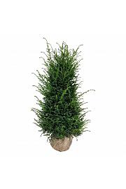 Taxus baccata bala 140-160 cm ekstra