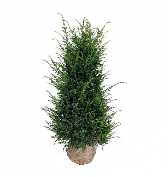 Taxus baccata bala 140-160 cm extra