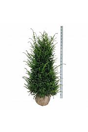 Taxus baccata bala 140-160 cm extra