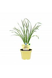 Allium tuberosum ; kineski vlasac; Ø12;690041;BLU