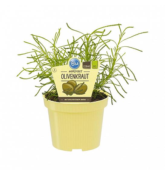 Lippia citriodora; Narančasta verbena; Ø12; 690038; PLAVA