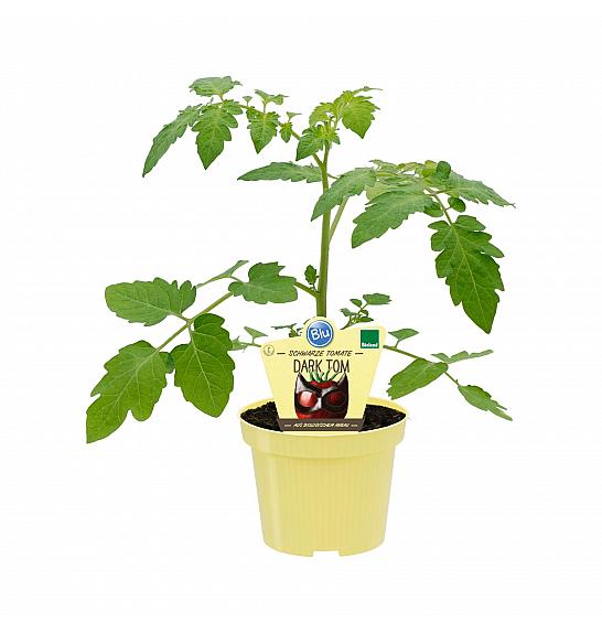 Lycopersicon esculentum L.; Tamnoplavi orao; Ø12; 690039; PLAVO