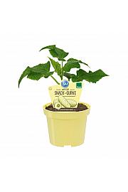 Cucumis sativus; Bijeli krastavac; Ø12; 690040; PLAVI