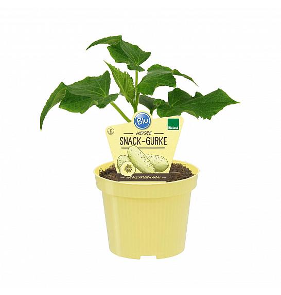 Cucumis sativus; Bijeli krastavac; Ø12; 690040; PLAVI