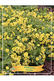 Waldsteinia Ternata Ø11