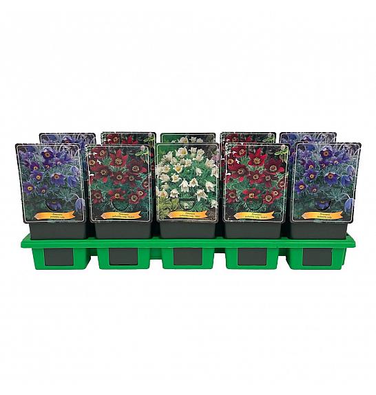 Anemone pulsatilla mix Ø11