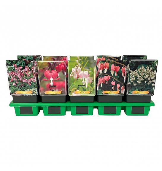 Dicentra spectabilis mix Ø11