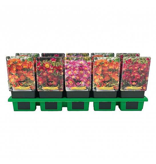 Delosperma mix Ø11