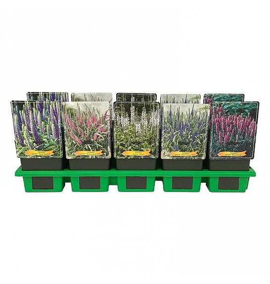 Veronica spicata mix Ø11