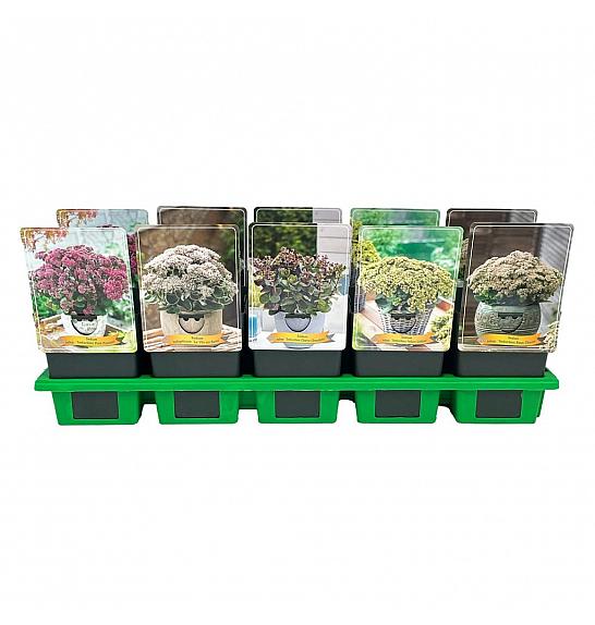 Sedum mix Ø11