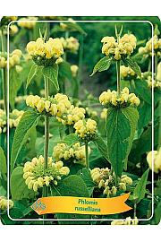 Phlomis russelliana Ø11