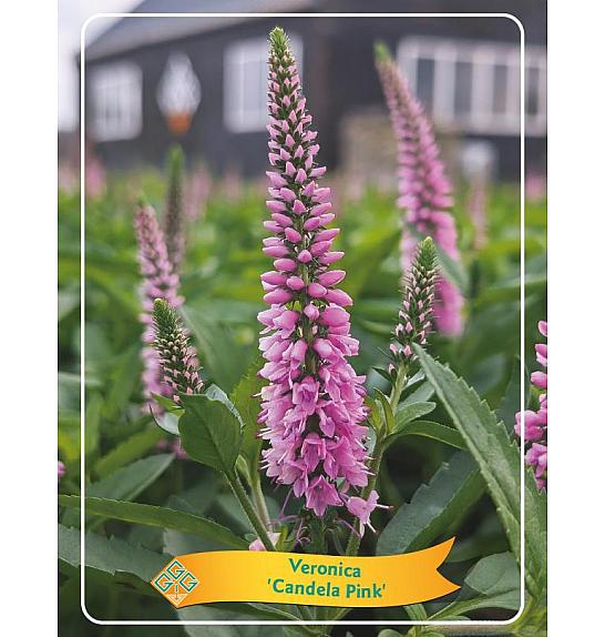 Veronica Candela Pink Ø11