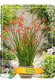 Crocosmia Red King Ø11