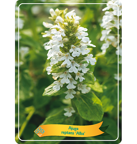 Ajuga reptans Alba Ø11