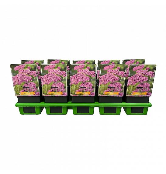 Achillea millefolium Lilac Beauty Ø11