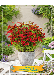 Coreopsis verticillata Ladybird Ø11