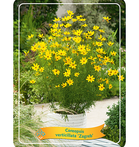 Coreopsis verticillata Zagreb Ø11