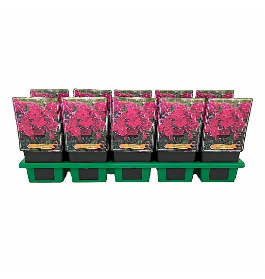 Phlox paniculata Bambini® Cherry Crush Ø11