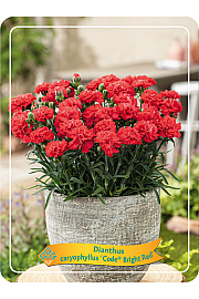 Dianthus caryophyllus Code ® Bright Red Ø11