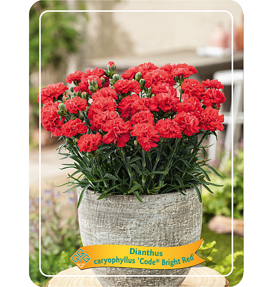 Dianthus caryophyllus Code ® Bright Red Ø11