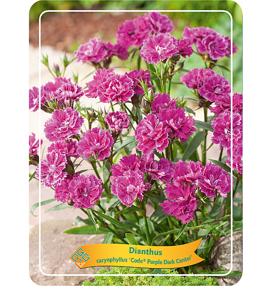 Dianthus caryophyllus Code ® Purple Dark Center Ø11