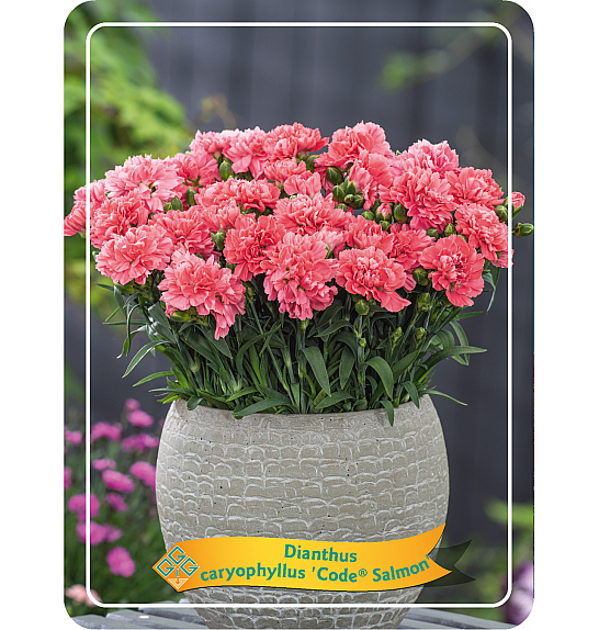 Dianthus caryophyllus Code ® Salmon Ø11