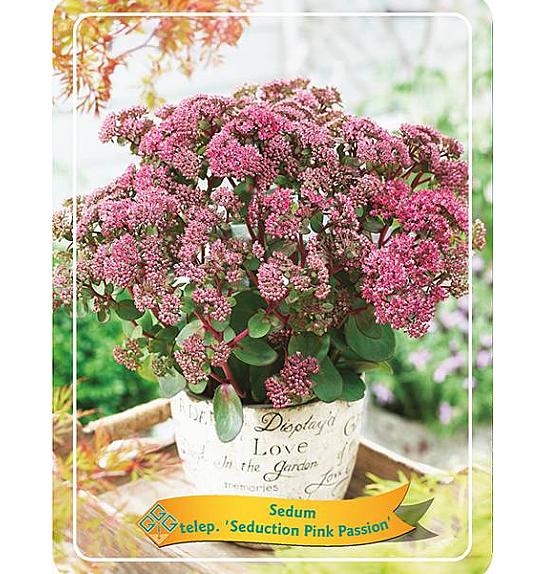 Sedum telephium Seduction Pink Passion Ø11
