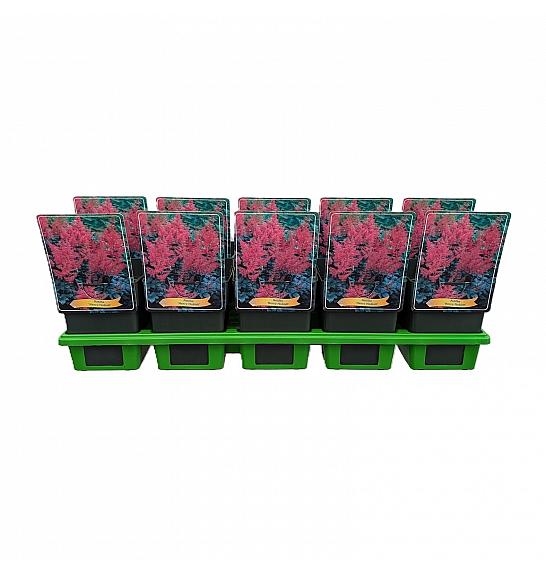 Astilbe Henry Noblett Ø11