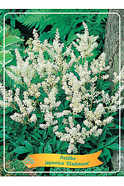 Astilbe japonica Gladstone Ø11