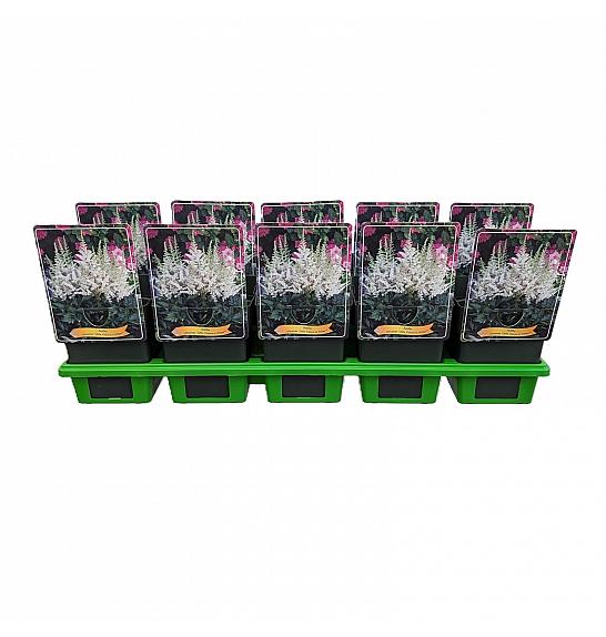 Astilbe chinensis Little Visions in White® Ø11