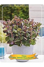 Sedum telephium Seduction Cherry Chocolate Ø11