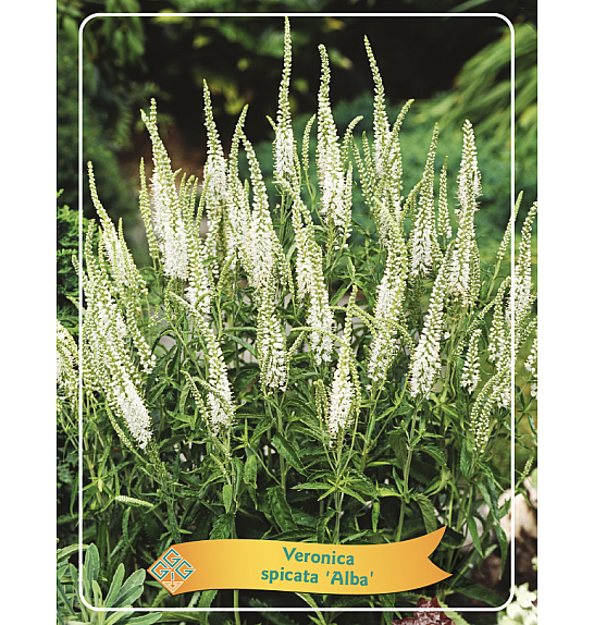 Veronica spicata AlbaØ11