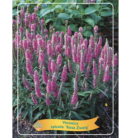 Veronica spicata Rosa Zwerg Ø11