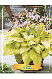 Hosta Ki Ren Jyaku Ø11