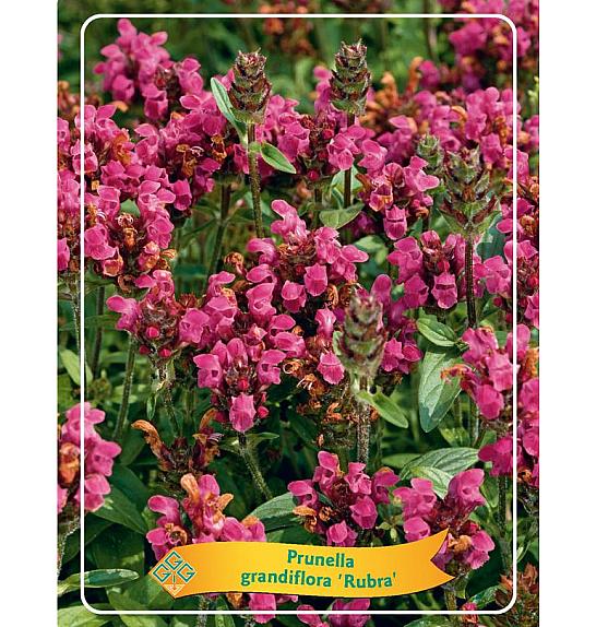 Prunella grandiflora Rubra Ø11