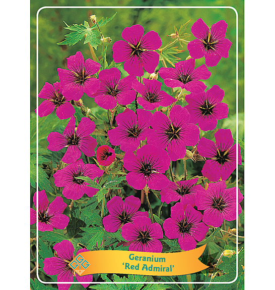 Geranium Red Admira lØ11