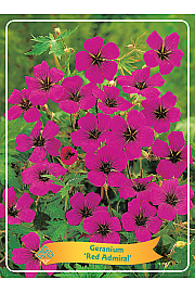 Geranium Red Admiral Ø11