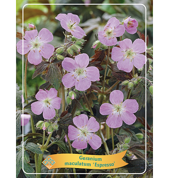 Geranium maculatum Espresso Ø11