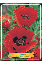 Papaver orientale Goliath Ø11