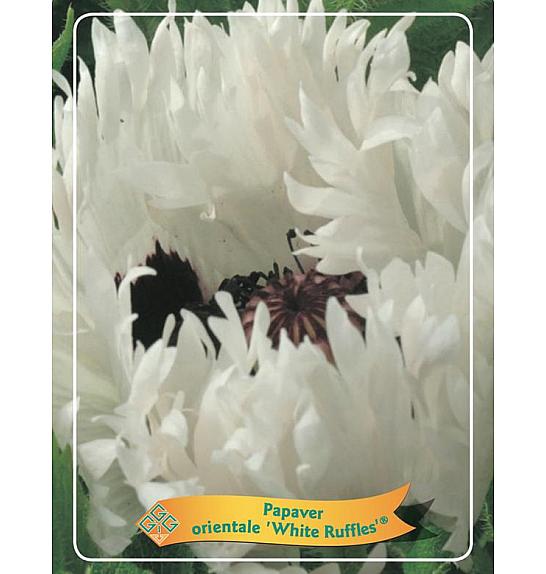 Papaver orientale White Ruffles Ø11