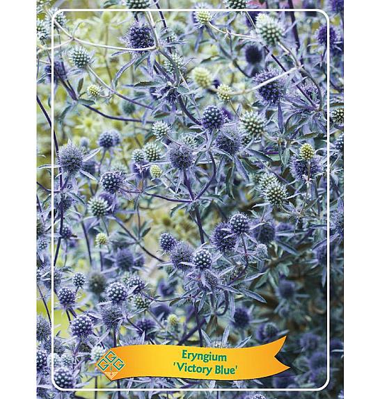 Eryngium Victory Blue Ø11