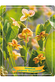 Epimedium pubigerum Orangekonigin Ø11
