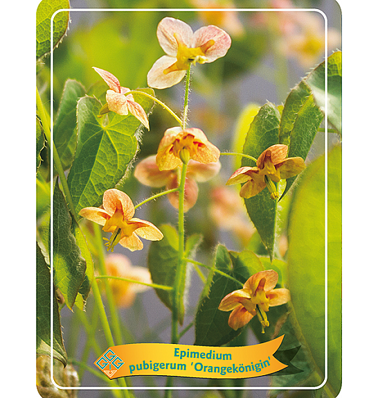 Epimedium pubigerum Orangekonigin Ø11