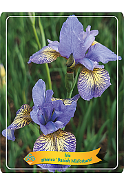 Iris sibirica Banish Misfortune Ø11