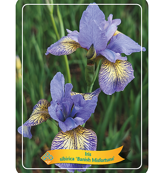 Iris sibirica Banish Misfortune Ø11